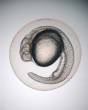 Embryon Zebrafish